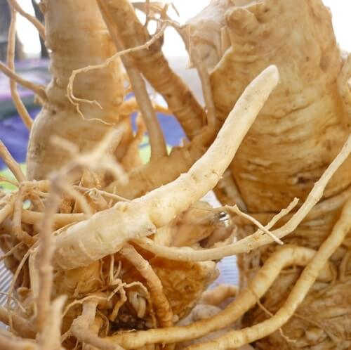 Bài thuốc tăng cường sinh lý nữ từ rễ đinh lăng